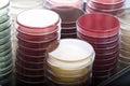 Red and brown petri dishes stacks in microbiology lab. Focus on stacks. Royalty Free Stock Photo
