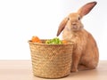 Red-brown rabbit and the basket with lettuce and carrot on wooden table and white background.