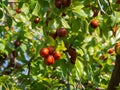 Red-brown ripe fruits in green foliage. The harvest of sweet delicious unabi berries has ripened Ziziphus, Chinese date, Chinese