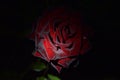 Red brown rose flower at night Royalty Free Stock Photo
