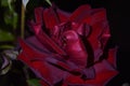 Red brown rose flower at night Royalty Free Stock Photo