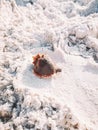Red brown shell with mollusk crab lying on white beach sand Royalty Free Stock Photo
