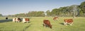 Red or brown spotted cows in early morning spring meadow near trees in holland Royalty Free Stock Photo