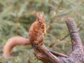 Red-brown squirrel perched atop a dry, dead branch in a natural environment, eating a snack