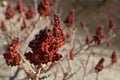 Red brushwood of sumac, Rhus Typhina Brilliant Royalty Free Stock Photo