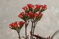 Mother of Thousands: The Intricate Beauty of the Red Bryophyllum Flower