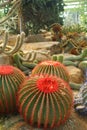 red bubble cactus in the desert garden of nongnuch park, Pattaya, Thailand