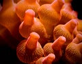 Red Bubbletip anemone in closeup Royalty Free Stock Photo