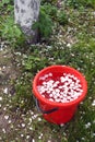 Red bucket in spring garden with water and white petals Royalty Free Stock Photo