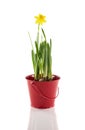 Red bucket with yellow narcissus Royalty Free Stock Photo