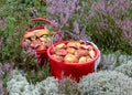 Red buckets with mushrooms, traditional forest vegetation, heather, moss, ferns, grass, forest in autumn, mushroom collection for Royalty Free Stock Photo