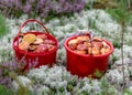 Red buckets with mushrooms, traditional forest vegetation, heather, moss, ferns, grass, forest in autumn, mushroom collection for Royalty Free Stock Photo