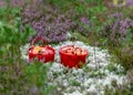 Red buckets with mushrooms, traditional forest vegetation, heather, moss, ferns, grass, forest in autumn, mushroom collection for Royalty Free Stock Photo