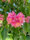 Red buckeye in bloom closeup with green background