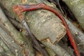 Red bucksaw on wood logs.