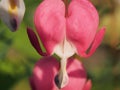 Red Bud flowers of the bleeding heart. Flowering Bush Royalty Free Stock Photo