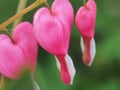 Red Bud flowers of the bleeding heart. Flowering Bush Royalty Free Stock Photo