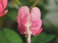 Red Bud flowers of the bleeding heart. Flowering Bush Royalty Free Stock Photo