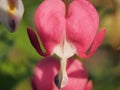 Red Bud flowers of the bleeding heart. Flowering Bush Royalty Free Stock Photo