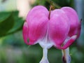 Red Bud flowers of the bleeding heart. Flowering Bush Royalty Free Stock Photo