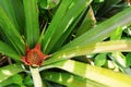 The red bud of a pineapple starts to grow in the midst of green spiky leaves in a pineapple field on the island of Moorea in