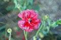 Red bud poppy on a green stalk Royalty Free Stock Photo