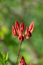 Red bud of Rhododendron molle