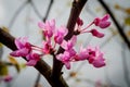 Red Bud Tree Royalty Free Stock Photo