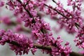 Red Bud Tree Blooms