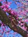 Red bud tree spring blooms buds flowers pink bark bees bee michigan Royalty Free Stock Photo