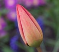 Red bud of a tulip blossom in a spring garden Royalty Free Stock Photo