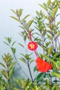 Red Buddhist sign on tree in rain in Tiantou Royalty Free Stock Photo