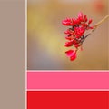 Red budding flowers with color palette Royalty Free Stock Photo