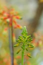 Red budding plant Royalty Free Stock Photo