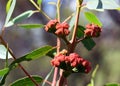 Red buds of the Australian native mallee gum tree Eucalyptus erythrocorys Royalty Free Stock Photo