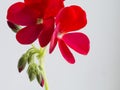 Red buds and flowers of home plant pelargonium Pelargonium or Geranium close-up. Selective focus Royalty Free Stock Photo