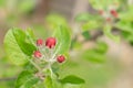 Red buds on a branch of apple tree
