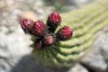 Red buds ready to bloom of a cactus