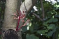 Red buds in spring Royalty Free Stock Photo