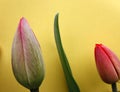 Red buds of tulips on a bright yellow background Royalty Free Stock Photo