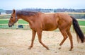 Red budyonny horse walking in the paddock Royalty Free Stock Photo