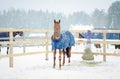 Red budyonny mare horse in halter and horse cloth Royalty Free Stock Photo