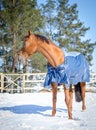 Red budyonny mare horse in horsecloth Royalty Free Stock Photo