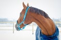 Red budyonny mare horse in winter Royalty Free Stock Photo