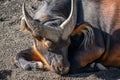 red buffalo, Syncerus caffer nanus, Congo buffalo or dwarf buffalo