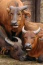 Red Buffaloes Royalty Free Stock Photo