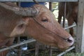 Red buffaloes that graze on the farm together with steel pipes. Royalty Free Stock Photo