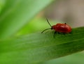 red bug Royalty Free Stock Photo