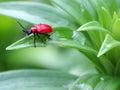 Red Bug Royalty Free Stock Photo