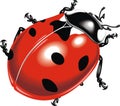 Red bug Royalty Free Stock Photo